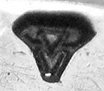 kivileima